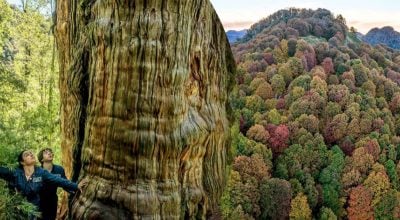Вчені зазирнули під одне з найдавніших дерев на Землі: що їх здивувало