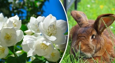 Китайский гороскоп на завтра