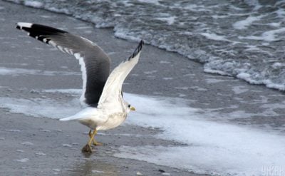 Погода, море