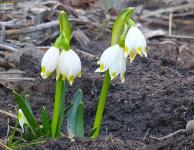 Температура різко підскочить: на Рівненщину йде весняне потепління