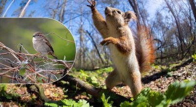 Майже літо: коли Житомирщину прогріє до комфортних +18 градусів