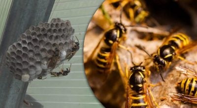 6 вещей, которые превращают двор в магнит для ос