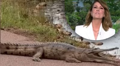 Крокодили захопили вулиці міста: мешканці бояться виходити з будинків