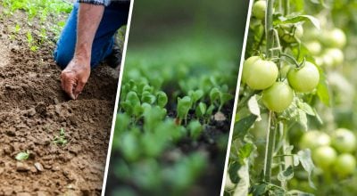 Що за чим потрібно садити для хорошого врожаю
