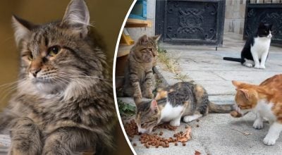 Експерти назвали ТОП-5 порід котів для сім'ї і квартири: перше місце несподіване