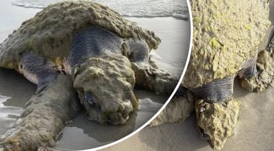 На берег викинуло дивну істоту: вона була вкрита зеленою 