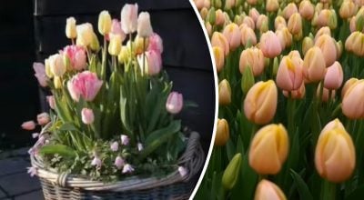 5 несподіваних ідей з тюльпанами