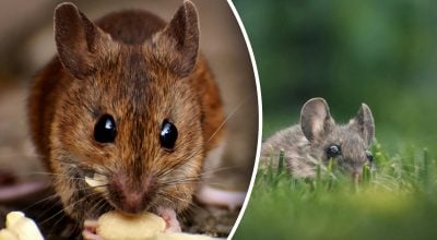 Вісім прихованих причин, що приваблюють мишей навесні