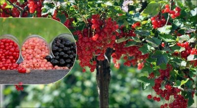 По два ведра смородины с куста: как приготовить лучшую подкормку из трех ингредиентов