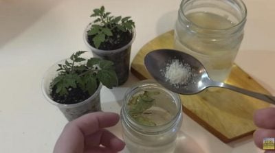 Підживлення для розсади 