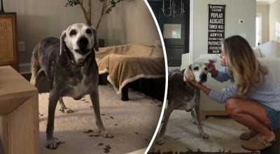 Старий пес гавкає щовечора в один і той самий час