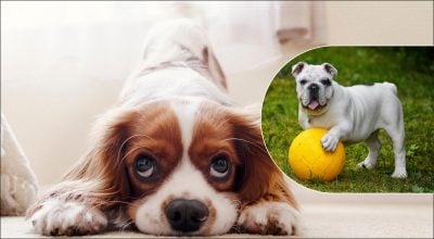 Що хоче сказати ваш собака: 12 сигналів, які повинен знати кожен господар