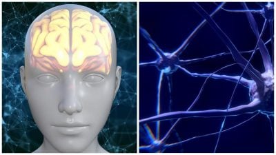 Медичний прорив: вчені зуміли "оживити" заморожений мозок