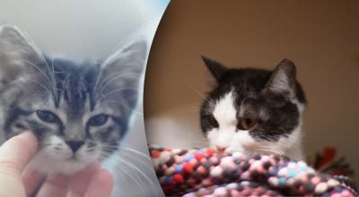 Чому коти ігнорують своїх господарів: справжня причина здивує