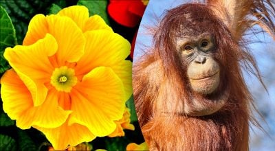 Китайський гороскоп на завтра, 17 березня: Зміям — приниження, Мавпам — нудьга