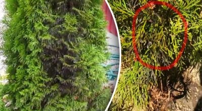 Почему туи внезапно чернеют: как спасти деревья после зимы