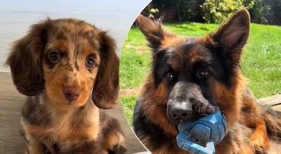 7 щоденних звичок, які можуть образити вашого собаку: про це мало хто замислюється