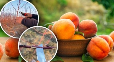 Персик після морозів: помилка, яку не можна робити при весняній обрізці