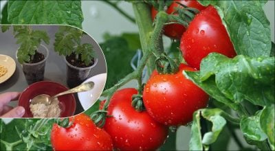 Що кинути в лунку, щоб зібрати ранній урожай помідорів: секрет дачників