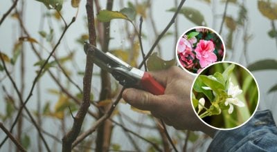 Які рослини в жодному разі не можна обрізати в березні