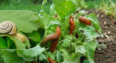 Слизни и улитки