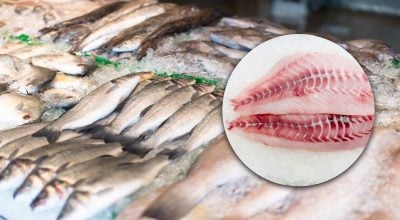 Какую популярную рыбу категорически нельзя есть: в ней огромное количество ртути