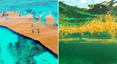 Єдине на Землі море, яке немає берегів: де воно знаходиться і як таке взагалі можливо