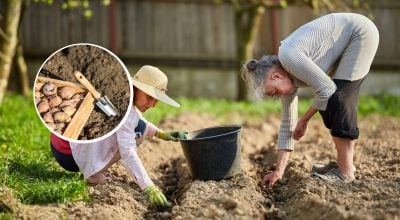 Когда сажать картофель, чтобы собрать рекордный урожай: эксперты назвали лучшие даты