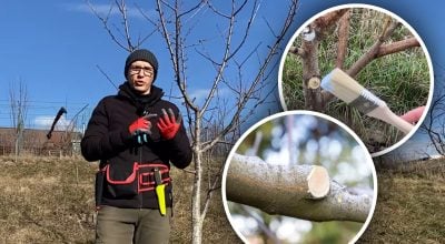 Замість загоєння - гниття: які зрізи після обрізки не варто обробляти