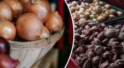 Чим шалот відрізняється від звичайної цибулі: що краще посадити у 2026 році