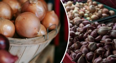 Чим шалот відрізняється від звичайної цибулі