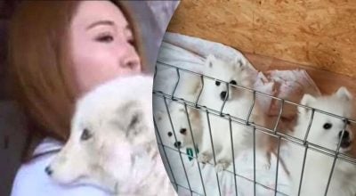 Цуценя виявилося одомашненою лисицею