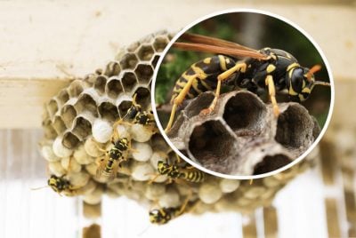 Як зробити штучне осине гніздо