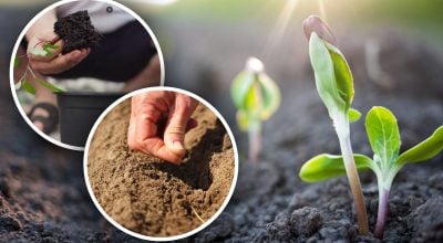 огород, овощи