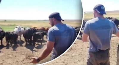 "У меня плохие новости": беседа мужчины с коровами стала вирусной в Сети