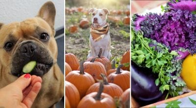 Собака, овочі 