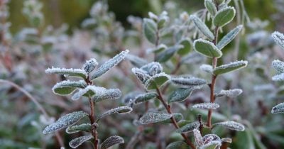 Нові заморозки атакують Полтавщину: синоптики назвали дату зміни температур
