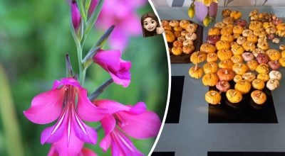 Що робити з цибулинами квітів перед посадкою