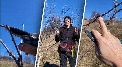 Черешня перестанет "лысеть": метод обрезки, который удваивает количество плодов