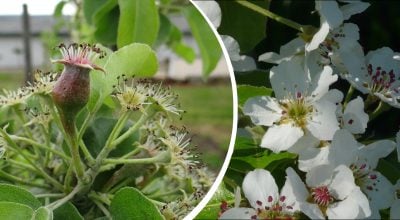 Виглядає красиво, але є проблема: яке дерево не варто садити в саду