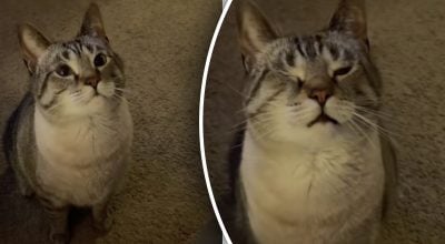 Прикинувся пораненим: хитрий трюк кота заради ласощів розсмішив господиню