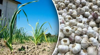 Важно успеть до теплоты: чем посыпать чеснок для роста головок