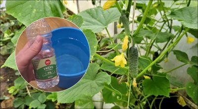 Чому дачники поливають огірки оцтом: несподіваний ефект