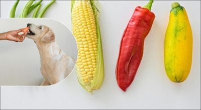 Овочі, собака Овочі, собака