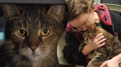 Кот вернулся к семье спустя 5 лет: нашли там, где никто не искал