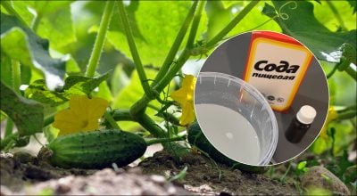 Урожай будет аж до октября: простой рецепт самой лучшей подкормки огурцов