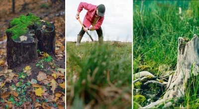 Як знищити пень на ділянці: простий спосіб без лопати