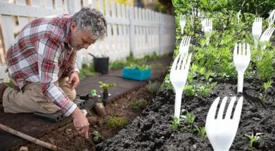 Досвідчені садівники стверджують, що вилки допомагають захистити врожай Досвідчені садівники стверджують, що вилки допомагають захистити врожай