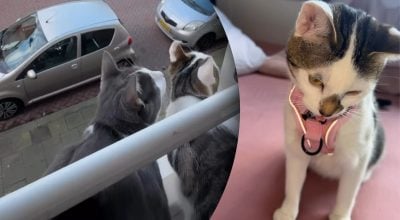 Дізналися про "інше життя": домашні коти вперше побачили вуличних