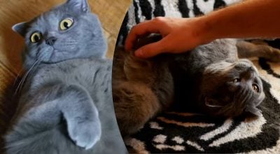 Коти показують живіт не просто так — прихований сигнал, який всі ігнорують